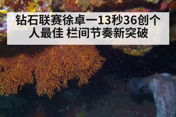 钻石联赛徐卓一13秒36创个人最佳 栏间节奏新突破